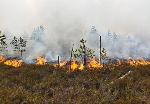 Путин допустил введение уголовной ответственности за поджоги травы и леса