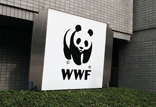 Генпрокуратура признала нежелательной в России деятельность WWF
