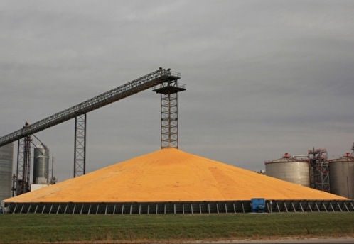 Минсельхоз: Россия в ближайшее время безвозмездно поставит в Африку до 50 тысяч тонн зерна