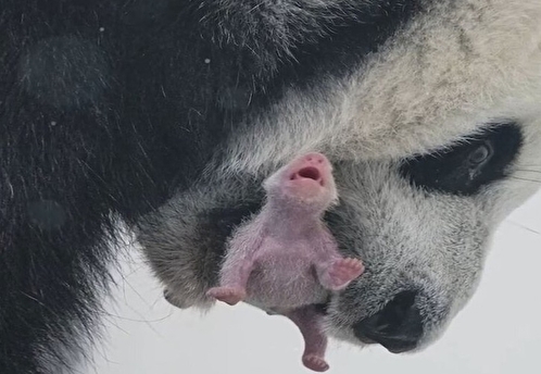 В Московском зоопарке впервые родилась большая панда