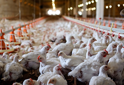 Figaro: птицеводы Франции пожаловались на удвоение экспорта курятины с Украины