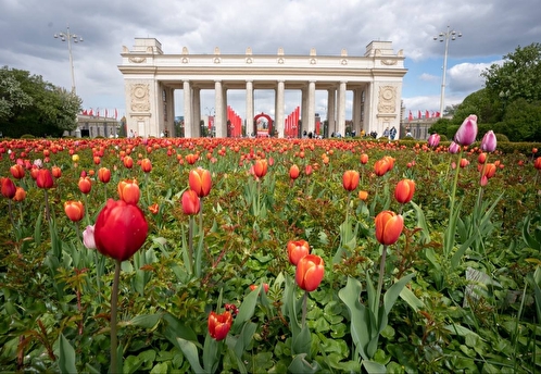 В Москве в октябре высадят около 15 млн тюльпанов