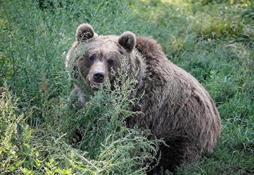 Новости регионов: разгуливающий медведь, карта бомбоубежищ, несчастная Ростовская область