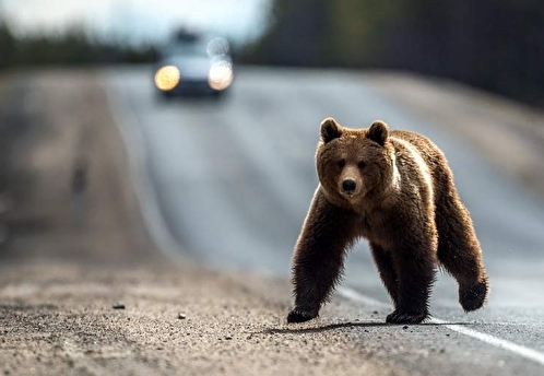 Новости регионов: тыквенный спас вместо Хэллоуина в Ижевске, бегающий по Красноярску медведь