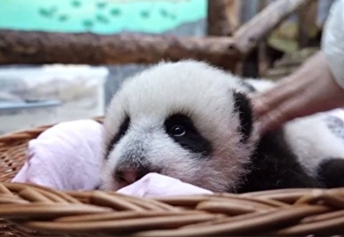 В Московском зоопарке маленькая панда стала различать предметы и реагировать на свет