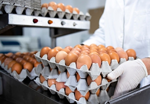 Правительство РФ обнулило пошлины на импортные яйца