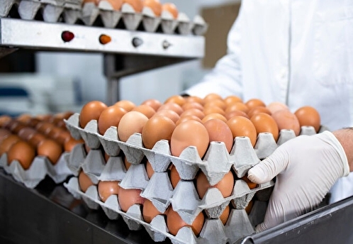 ФАС возбудила дела против производителей куриных яиц, повысивших цены в два раза
