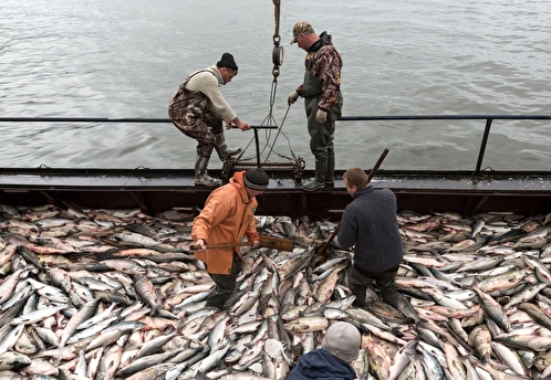 США вводят запрет на импорт из РФ лосося, трески, минтая и краба