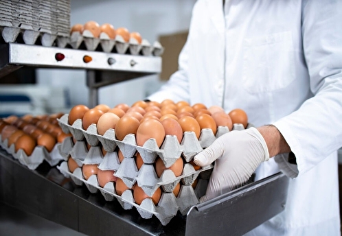 Путин объяснил рост цен на яйца увеличением их потребления