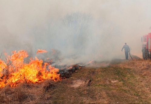 В ЛНР нашли документы, доказывающие намеренное уничтожение ВСУ лесов в Донбассе