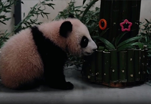 Панду из Московского зоопарка поздравили с Китайским Новым годом