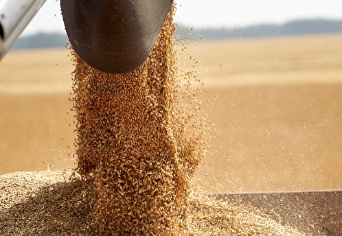 Песков назвал ограничение импорта в ЕС зерновых недобросовестной конкуренцией
