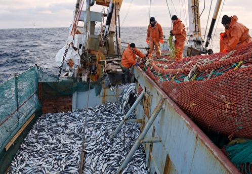 Активы приморских рыбопромышленников перешли в собственность РФ