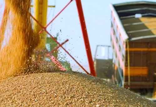 Литва возобновила закупки российского зерна после перерыва на полгода