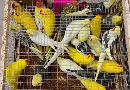 В аэропорту Жуковский обнаружили 19 редких попугаев из Киргизии