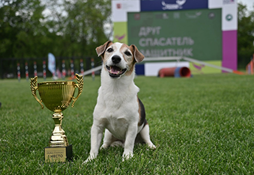 Первый чемпионат по аджилити в Москве собрал сильнейших собак