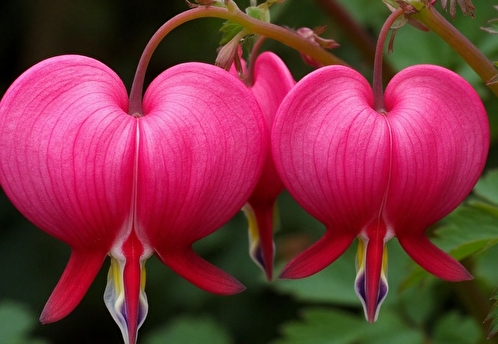 Влюбляйтесь в «Разбитое сердце»: дицентра зацвела в Москве