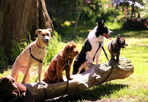 Triol выпустил мясные лакомства для собак в формате «конфет»