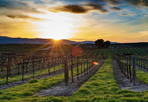 Энотуризм в России набирает обороты: винодельни становятся драйверами туристического интереса