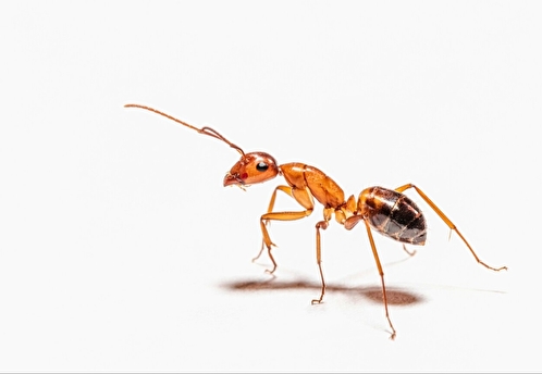 Муравьиное царство. Чем схоже муравьиное и человеческое общество