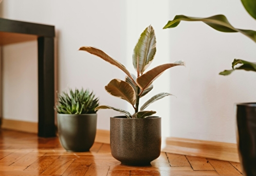 Замиокулькас, фикус и суккуленты. Комнатные растения, которые будут радовать вас круглый год