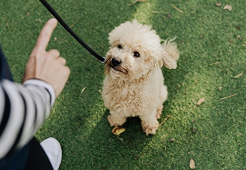В День бездомных животных Likee и «Добролап» проведут Неделю любви к питомцам