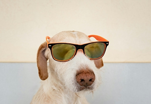 Фестиваль Четыре Лапы ФЕСТ соберёт тысячи любителей животных в Москве