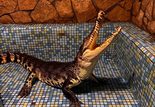 На Урале спасли крокодила, который долгие годы питался только дамплингами