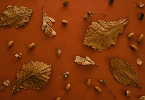 Полынь, плесень и пыль. Три причины осенней аллергии