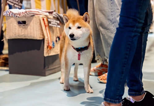 Flowwow проведет осенний маркет на Хлебозаводе № 9 в Москве