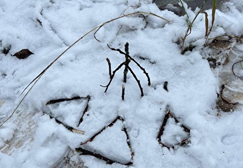 Эко-проект «Сохрани лес» выявил случаи целенаправленного уничтожения молодых деревьев в национальном парке