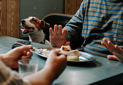 К премьере сериала «Жека Рассел» выпустили музыкальный релиз с собаками