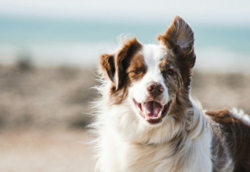 Клонирование питомцев обойдётся россиянам в миллионы рублей