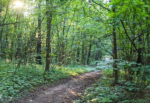 В заказнике «Вальцовский» выявлены редкие виды животных и растений