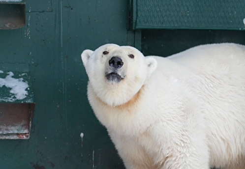 В Московском зоопарке адаптируется белая медведица из Красноярского края