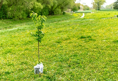 Москвички отказываются от цветов на 14 февраля в пользу посадки деревьев