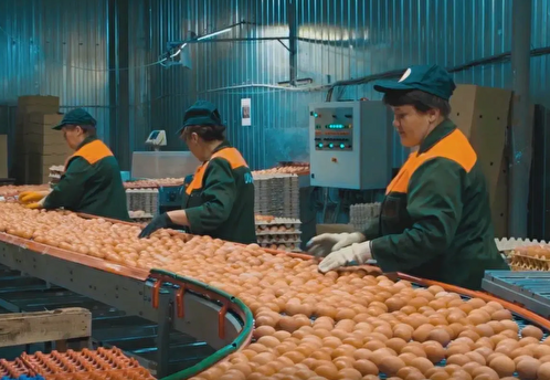 В Подмосковье построят одну из крупнейших птицефабрик России