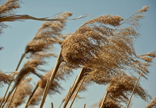 Стартует проект о здоровье, городах и качестве воздуха