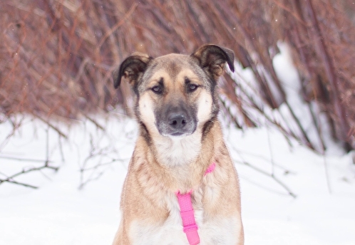 Десерты для собак помогут собрать средства на лечение Эммы