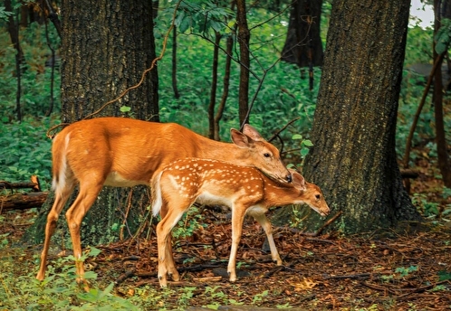 Антон Устинов и Светлана Радионова: Росприроднадзор зафиксировал почти 6,9 тысячи нарушений в сфере недропользования за 2025 год