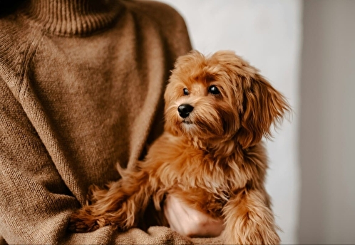 Город и собака: новая этика совместной жизни