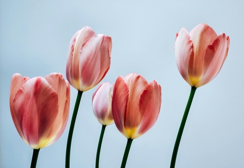 От «Ничего не бойся» до «Редких женщин»: гид событий 20-26 апреля