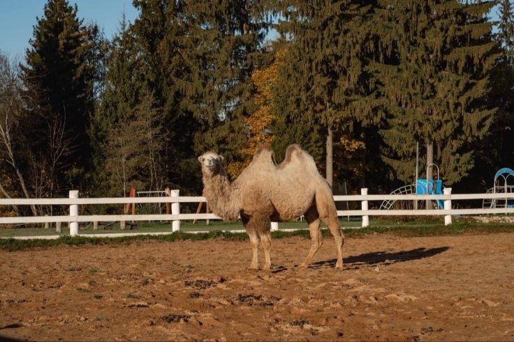 Планы на выходные: едем в Экоранчо в Подмосковье