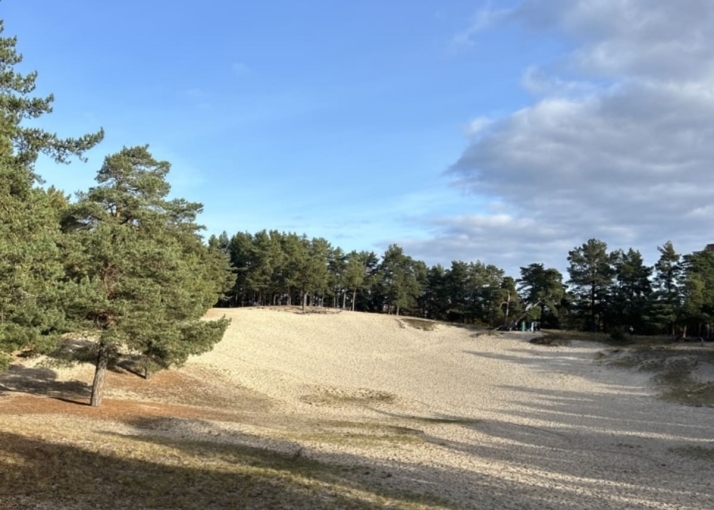 Сосны на морском берегу. Сосновый Бор — город чистого воздуха и спокойствия