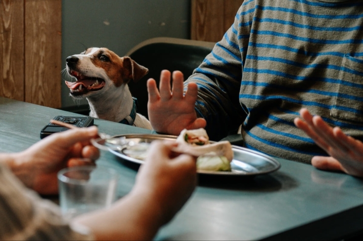 К премьере сериала «Жека Рассел» выпустили музыкальный релиз с собаками