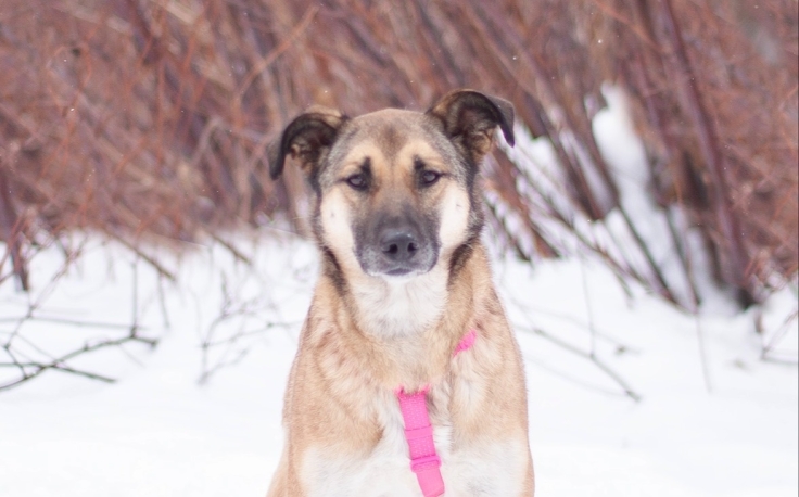Десерты для собак помогут собрать средства на лечение Эммы