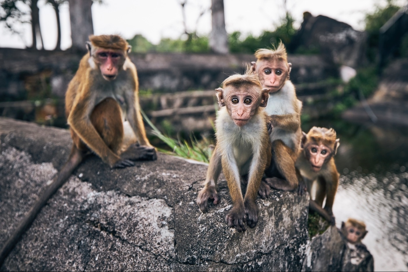 Вирусолог об оспе обезьян: болезнь может протекать тяжело, может протекать легко