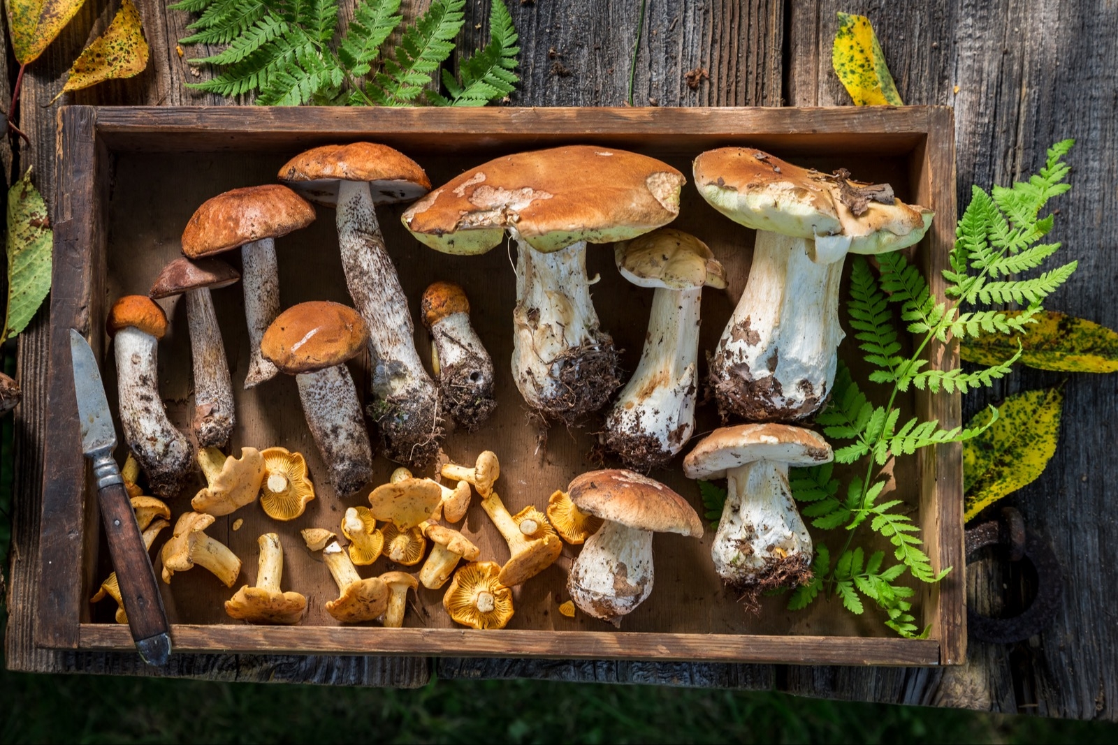 В лесах Подмосковья появляются первые грибы