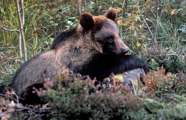 Жительница Красноярска прогнала медведя уговорами