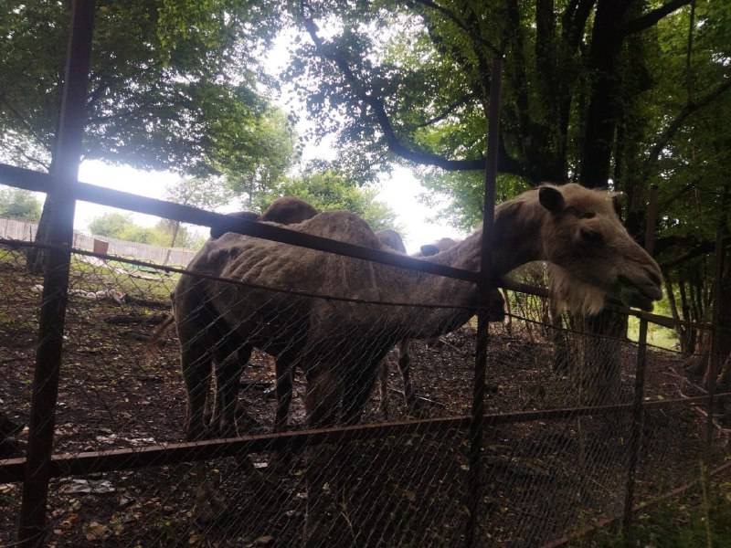 В сочинском сафари-парке нашли отощавших верблюдов